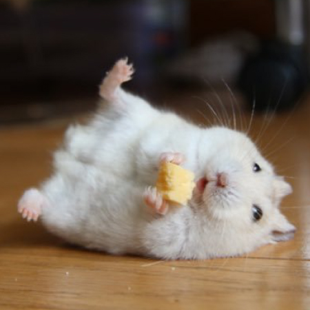 ���������꡼ No.006�Υ���ͥ������ / �ܡ��ɥ�����֥ϥ�Υ���ɥ��å�������פ�12��22�����Kickstarter����������»�