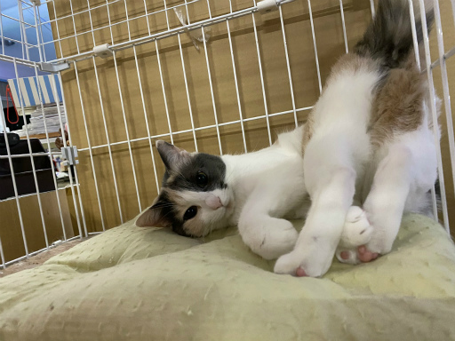 ���������꡼ No.009�Υ���ͥ������ / �֥ե��󥿥������ץ����ץ�20��ǯ��ǰ�Ȥ��ƥޥ����åȥ����ȥ�������� ������������ǭ�����饹�Ȥ����