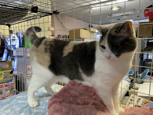 ���������꡼ No.010�Υ���ͥ������ / �֥ե��󥿥������ץ����ץ�20��ǯ��ǰ�Ȥ��ƥޥ����åȥ����ȥ�������� ������������ǭ�����饹�Ȥ����