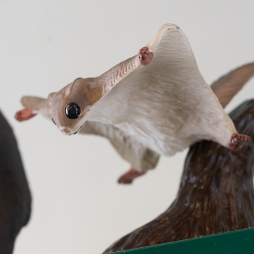 ���������꡼ No.235�Υ���ͥ������ / ����69��ץ饤���ե����ץե��ȥ�ݡ��ȡ��֥�����ǥ󥫥।�פ�֤�դ����Τ����ס��ְ�������������״�Ϣ�Υե����奢�䥰�å����о�