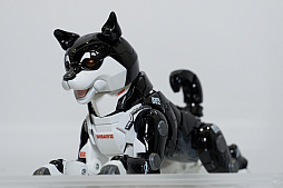 ꡼ No.178 | եƥХ2023[]եȥݡȡ֥פ֥֥륢פΥե奢¿о졣NIKKEץե奢Ÿ