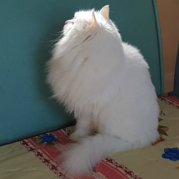 画像ギャラリー No.062のサムネイル画像 / 「INDIE Live Expo」参加クリエイター84名へアンケート。自身のタイトルやゲーム開発に至った経緯などを聞いた