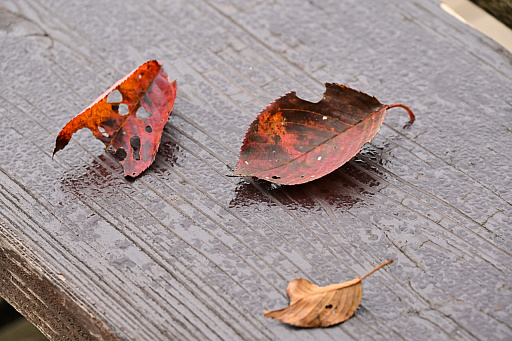 ꡼ No.009Υͥ / ߥ졼Ĥä
