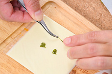 ꡼ No.024Υͥ / ߥ졼Ĥä