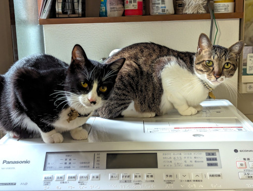 ꡼ No.018 | ͥѤ㥢ץ5ʤ2ɤΥͥӥ塼٤ʤΡ֥ͥץפ򾡼˳š