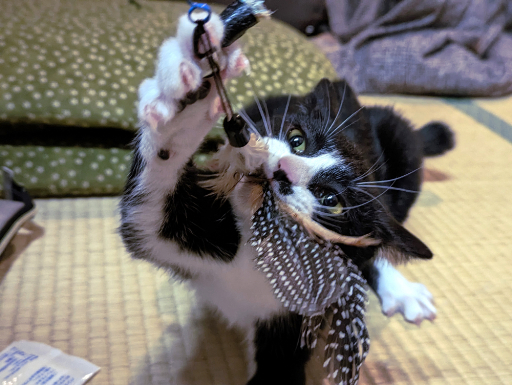 ꡼ No.046 | ͥѤ㥢ץ5ʤ2ɤΥͥӥ塼٤ʤΡ֥ͥץפ򾡼˳š