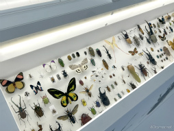 ꡼ No.057 | 餦Ǿǲ󤹡ιʬڤ롼̤Υݥ󤬤֥ݥEXPO 2024ݥ̤򸫤˹Ԥθݡ