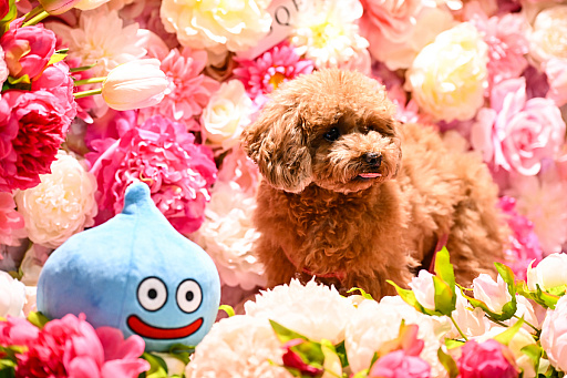 ꡼ No.002Υͥ / DQFFKHθǭåSQEX PETsפ򸫤Ƥ⤷˥󥢥ƥिΡȥ󥿡ڥå2024