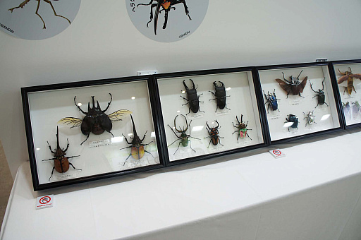 ꡼ No.048 | ޤ˽ޤʿȥ˿Ÿ㥦ȤǷʤ館뻲÷ƥĤ⡪ ֥ݥʸ2024ץݡ