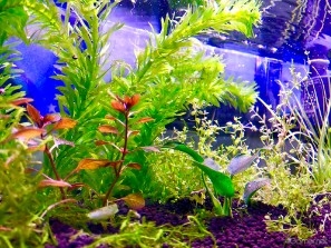 ���������꡼ No.006�Υ���ͥ������ / �ڡȿ䤷���ƻ����2��Υ����Ȥϡ����ڰ�Ȥ����ޤ줿��ͥ ��ë���ͤ��󡣥Х�����ǯ���鲻�ڤ�ƻ�ء���������ͥ�ˤʤ�ޤǤ���