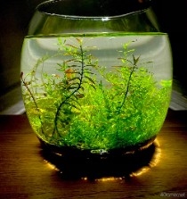 ���������꡼ No.007�Υ���ͥ������ / �ڡȿ䤷���ƻ����2��Υ����Ȥϡ����ڰ�Ȥ����ޤ줿��ͥ ��ë���ͤ��󡣥Х�����ǯ���鲻�ڤ�ƻ�ء���������ͥ�ˤʤ�ޤǤ���