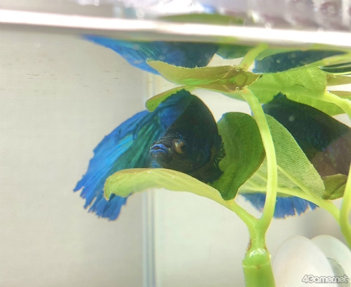 ���������꡼ No.009�Υ���ͥ������ / �ڡȿ䤷���ƻ����2��Υ����Ȥϡ����ڰ�Ȥ����ޤ줿��ͥ ��ë���ͤ��󡣥Х�����ǯ���鲻�ڤ�ƻ�ء���������ͥ�ˤʤ�ޤǤ���