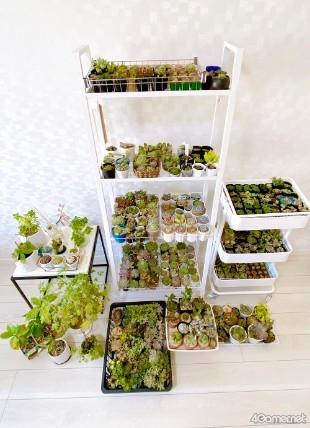 ���������꡼ No.013�Υ���ͥ������ / �ڡȿ䤷���ƻ����2��Υ����Ȥϡ����ڰ�Ȥ����ޤ줿��ͥ ��ë���ͤ��󡣥Х�����ǯ���鲻�ڤ�ƻ�ء���������ͥ�ˤʤ�ޤǤ���