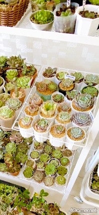 ���������꡼ No.014�Υ���ͥ������ / �ڡȿ䤷���ƻ����2��Υ����Ȥϡ����ڰ�Ȥ����ޤ줿��ͥ ��ë���ͤ��󡣥Х�����ǯ���鲻�ڤ�ƻ�ء���������ͥ�ˤʤ�ޤǤ���