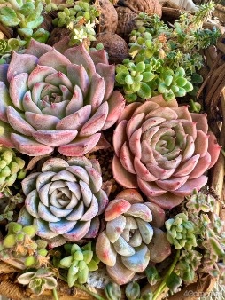 ���������꡼ No.015�Υ���ͥ������ / �ڡȿ䤷���ƻ����2��Υ����Ȥϡ����ڰ�Ȥ����ޤ줿��ͥ ��ë���ͤ��󡣥Х�����ǯ���鲻�ڤ�ƻ�ء���������ͥ�ˤʤ�ޤǤ���