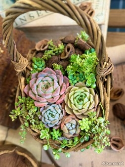 ���������꡼ No.016�Υ���ͥ������ / �ڡȿ䤷���ƻ����2��Υ����Ȥϡ����ڰ�Ȥ����ޤ줿��ͥ ��ë���ͤ��󡣥Х�����ǯ���鲻�ڤ�ƻ�ء���������ͥ�ˤʤ�ޤǤ���