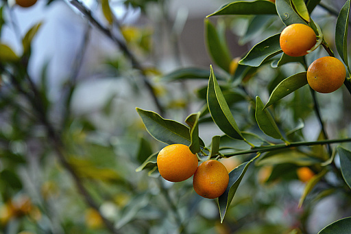 ꡼ No.018 | 2025ǯϡֶסСסס1ǯΥå顼ɤǥȳκǯ򸫤Ĥľǯεɤ߲