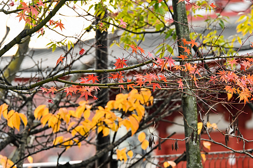 ꡼ No.020 | 2025ǯϡֶסСסס1ǯΥå顼ɤǥȳκǯ򸫤Ĥľǯεɤ߲