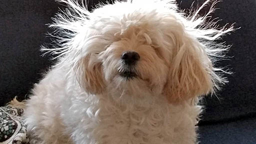 画像ギャラリー No.016のサムネイル画像 / ゲームボーイアドバンスの懐かしい周辺機器「カードeリーダー+」向けの新作ゲームを開発中。横スクロールシューティングやソリティアなど5タイトルを1パックに