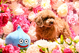 ���������꡼ No.001�Υ���ͥ������ / �������ˤθ�ǭ���å���SQEX PETs�פ�9��ȯ����ꡪ�����⤷�����˥�󥢥��ƥि������Ρȥ��󥿡��ڥå�2025��