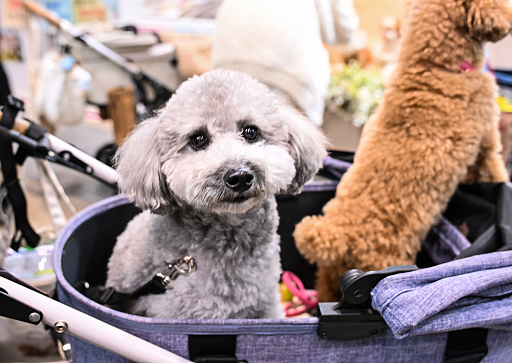 ���������꡼ No.048�Υ���ͥ������ / �������ˤθ�ǭ���å���SQEX PETs�פ�9��ȯ����ꡪ�����⤷�����˥�󥢥��ƥि������Ρȥ��󥿡��ڥå�2025��