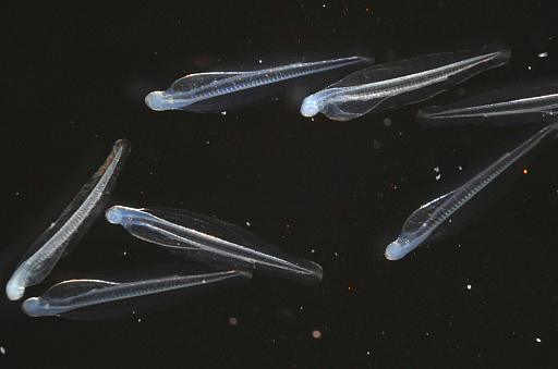 画像ギャラリー No.002のサムネイル画像 / 「たまごっち」と新江ノ島水族館のコラボイベントが3月14日から開催。特別展示やグッズの販売などを実施