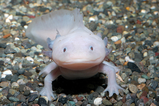 画像ギャラリー No.012のサムネイル画像 / 「たまごっち」と新江ノ島水族館のコラボイベントが3月14日から開催。特別展示やグッズの販売などを実施