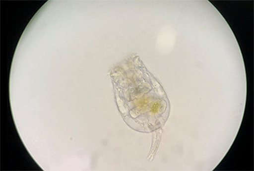 画像ギャラリー No.013のサムネイル画像 / 「たまごっち」と新江ノ島水族館のコラボイベントが3月14日から開催。特別展示やグッズの販売などを実施