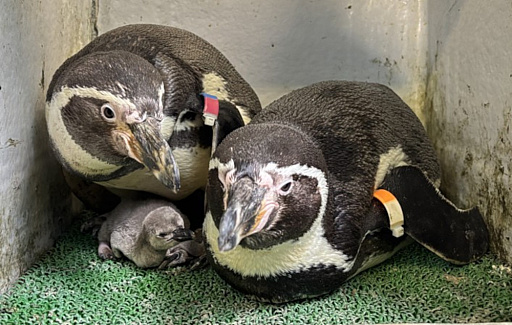 画像ギャラリー No.015のサムネイル画像 / 「たまごっち」と新江ノ島水族館のコラボイベントが3月14日から開催。特別展示やグッズの販売などを実施